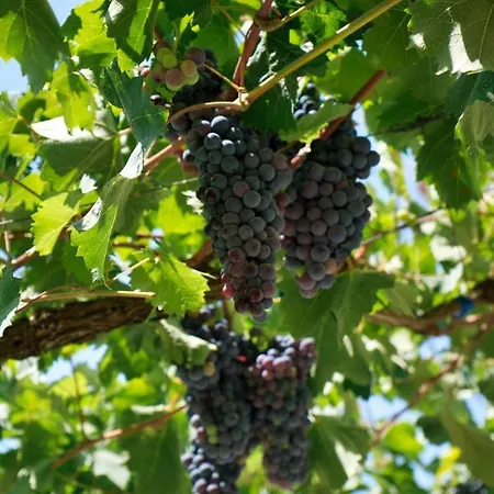 Shametaj Bed & Breakfast Saraqinishte